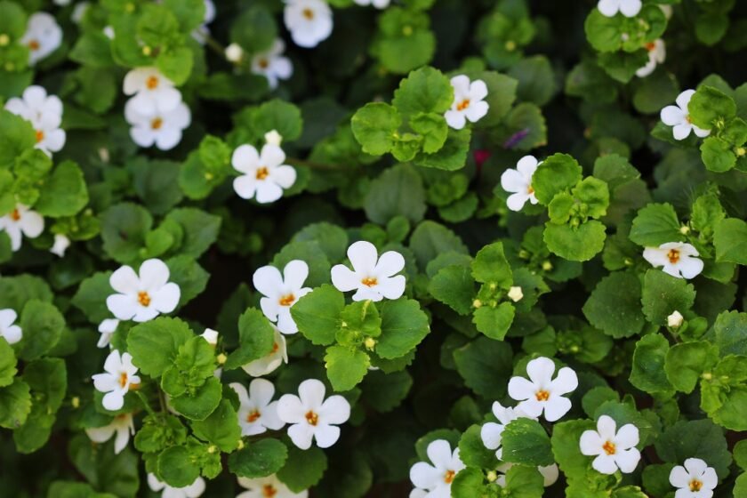 Bacopa Monnieri - билка с цвят